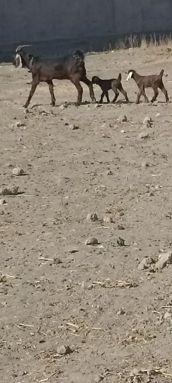 بز پاکستانی دوقلو زا بز با دوتا بزغاله نر و ماده|حیوانات مزرعه|مشهد, امیرآباد|دیوار