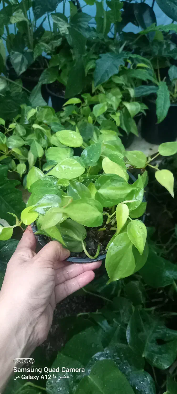 گل های آپارتمانی|گل و گیاه طبیعی|کتالم و سادات شهر, |دیوار