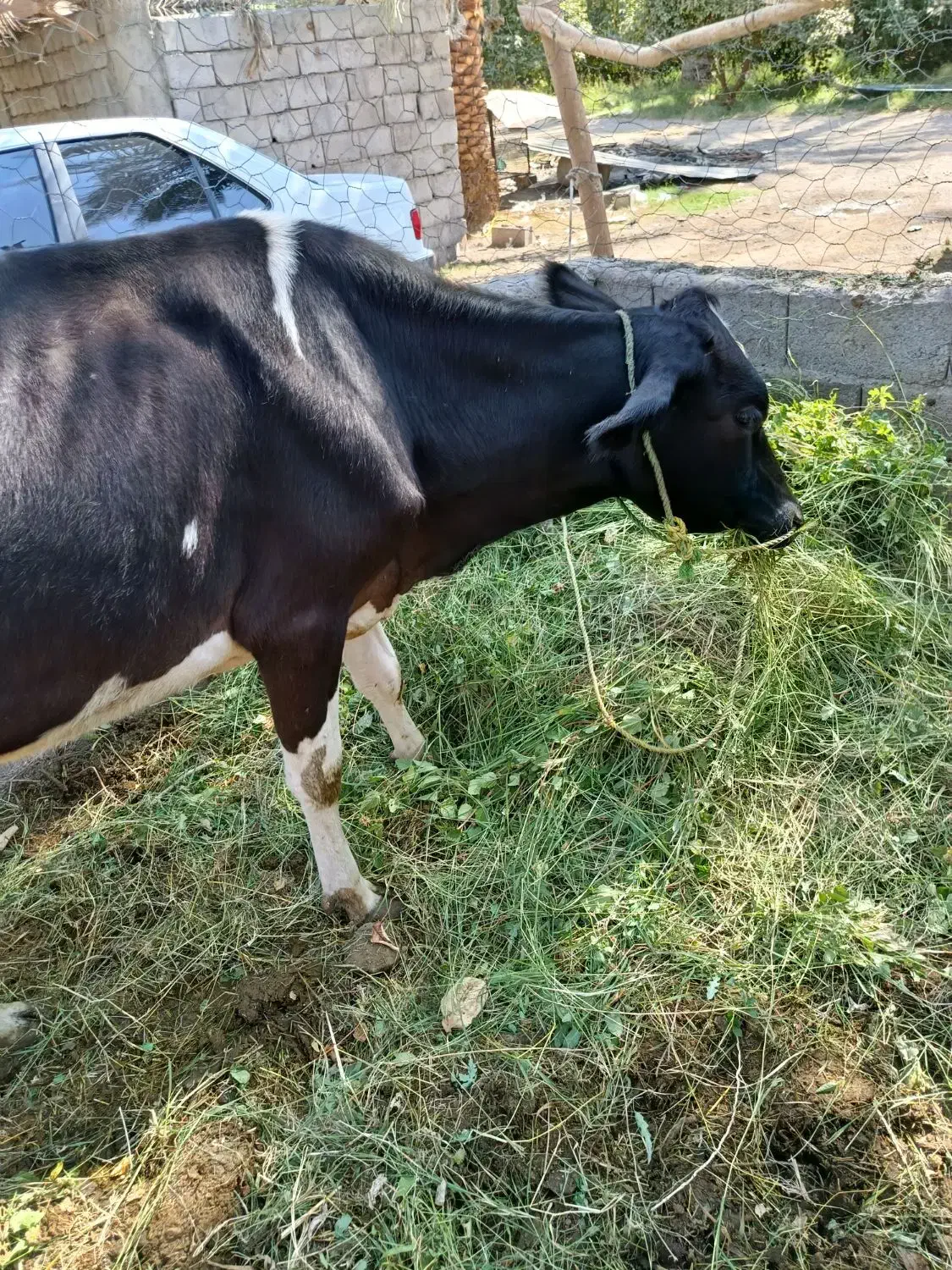 گاو زایده شیری و آبستن|حیوانات مزرعه|گنبکی, |دیوار