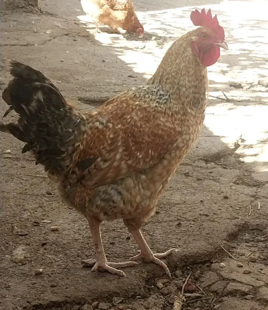 تعدادی مرغ و خروس به فروش میرسد|حیوانات مزرعه|زرندیه, |دیوار