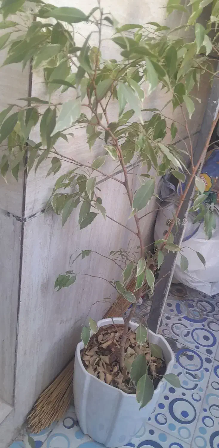 گل و گلدون|گل و گیاه طبیعی|شیراز, باهنر|دیوار