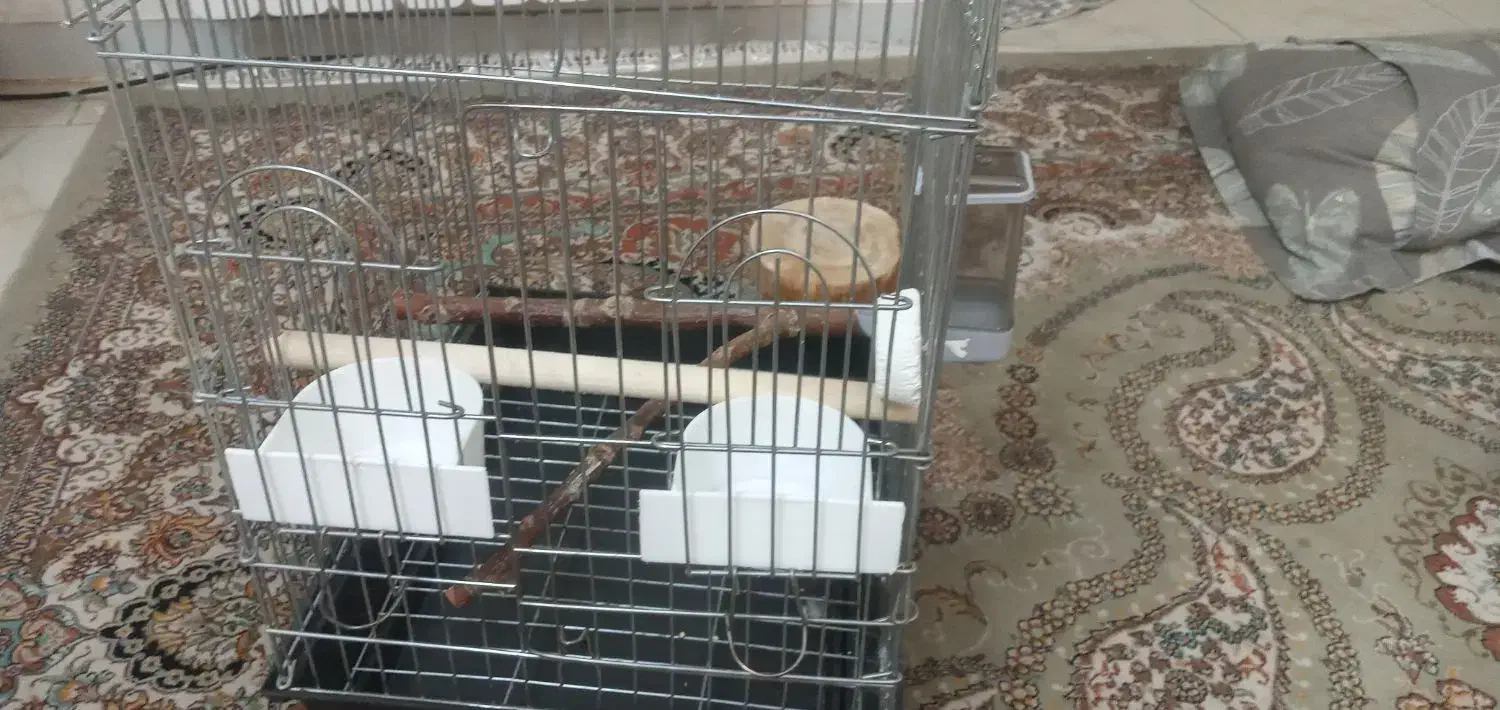 دوتا عروس هلندی باقفس|پرنده|تهران, هفده شهریور|دیوار