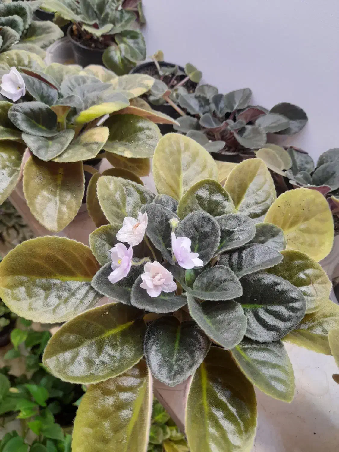 فروش بنفشه و پتوس|گل و گیاه طبیعی|رشت, علی آباد|دیوار