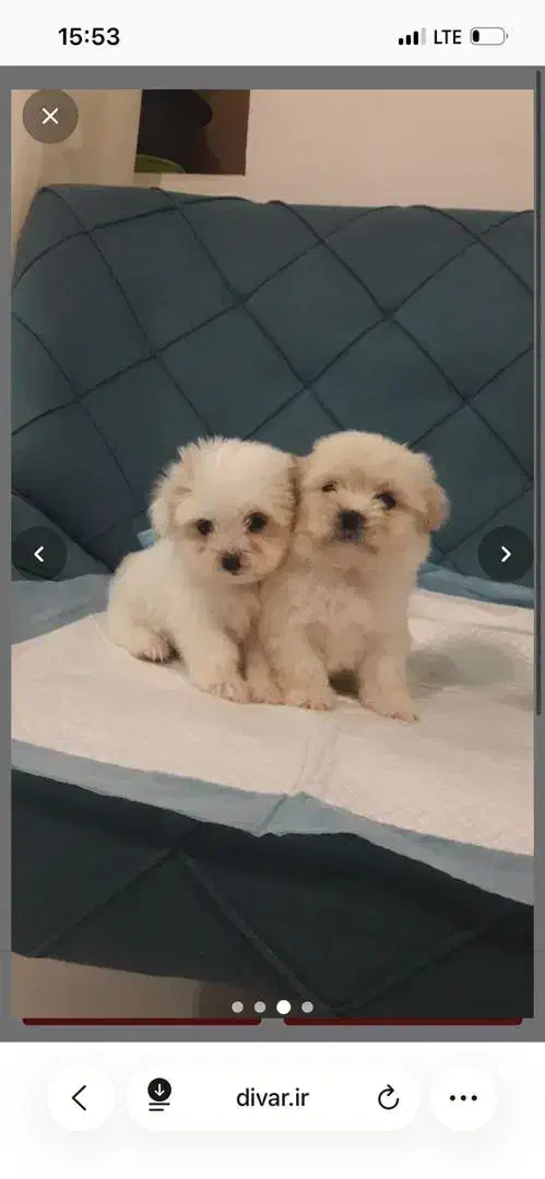 توله سگ فنجونی عروسکی فقط ۳۵۰۰|سگ|کرج, مهرویلا جنوبی|دیوار