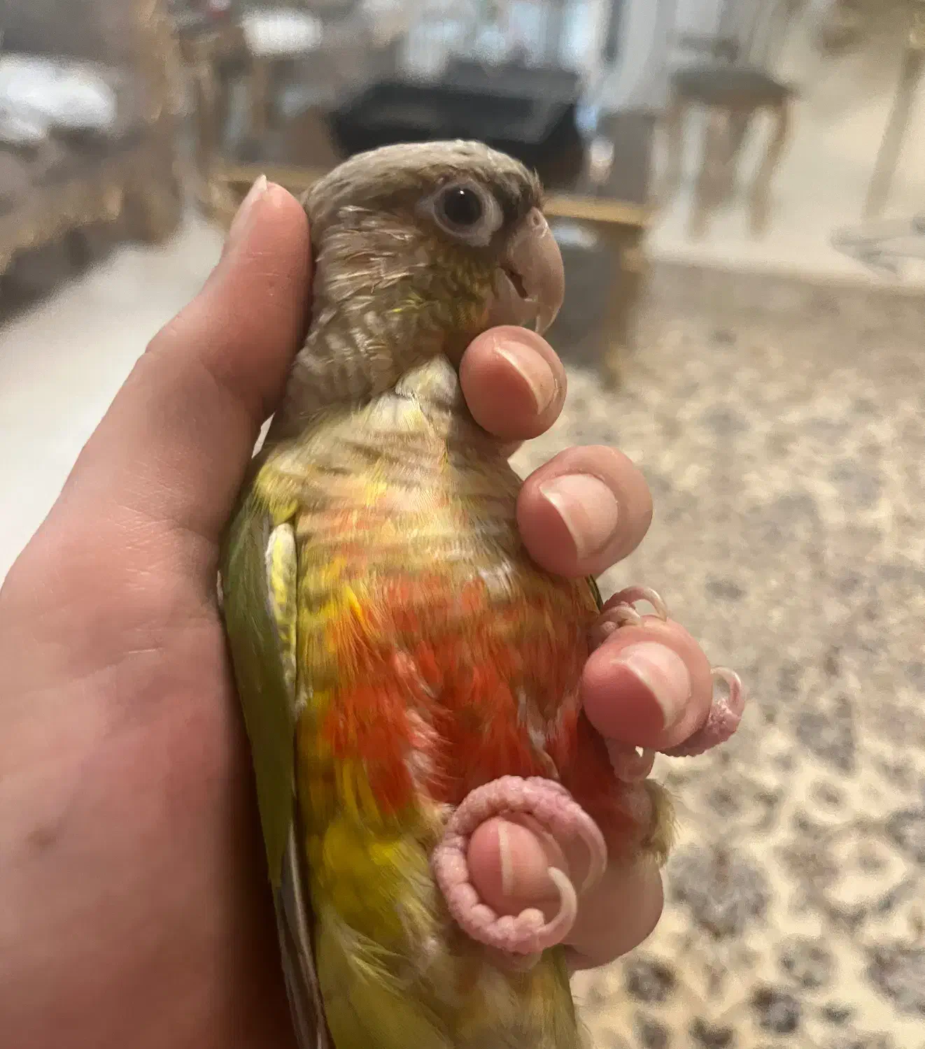 طوطی گرینچیک گمشده|پرنده|تهران, شهرک امید|دیوار