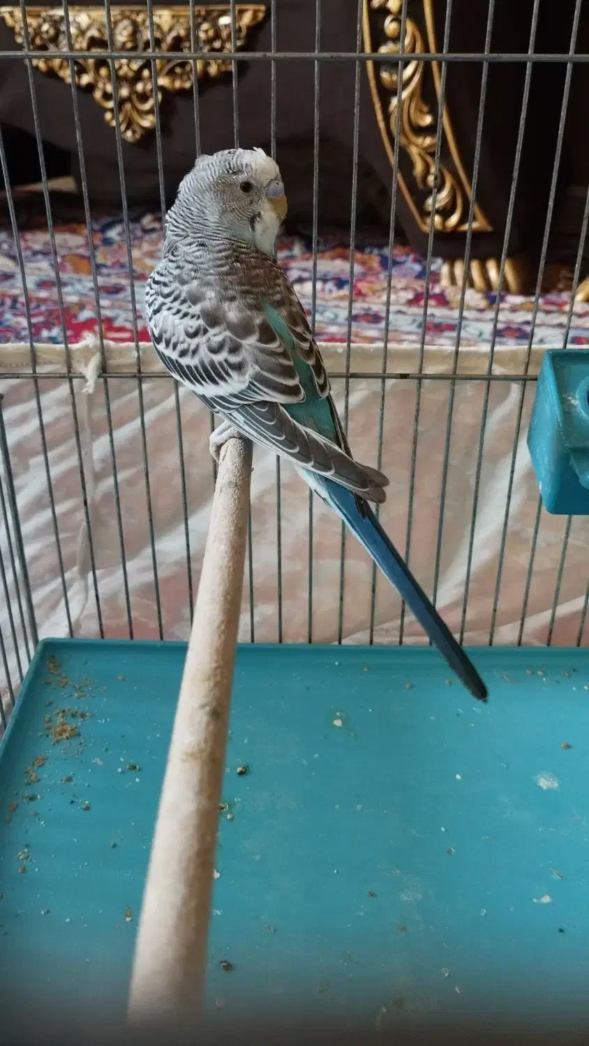 مرغ عشق نر و ماده|پرنده|تهران, هفده شهریور|دیوار