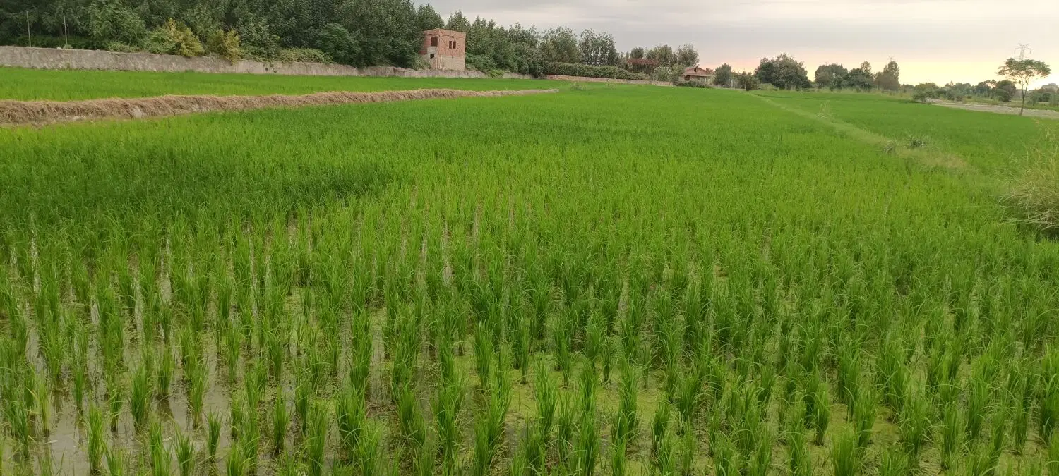 برنج هاشمی|خوردنی و آشامیدنی|تهران, تجریش|دیوار