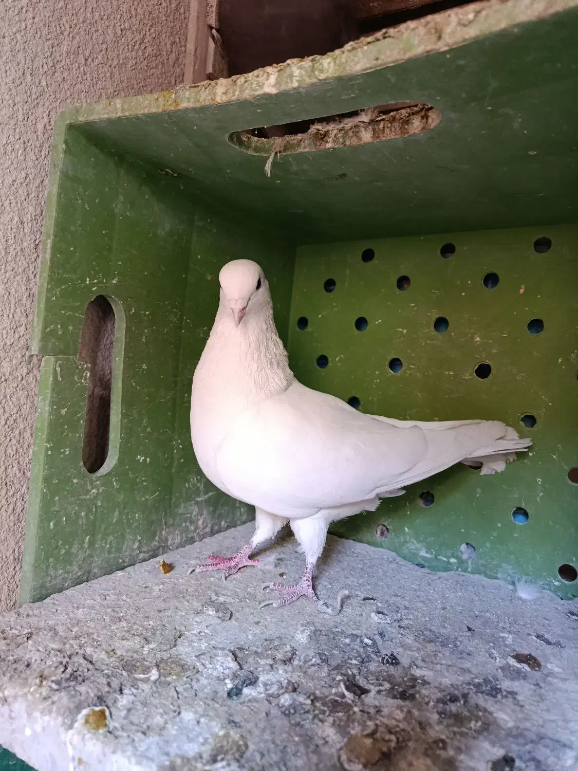 کبوتر|حیوانات|کرمانشاه, |دیوار