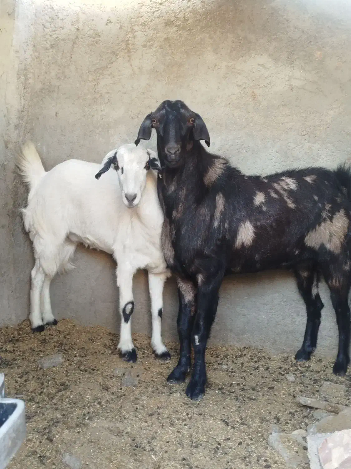 بز مری عربی|حیوانات مزرعه|زاهدان, |دیوار