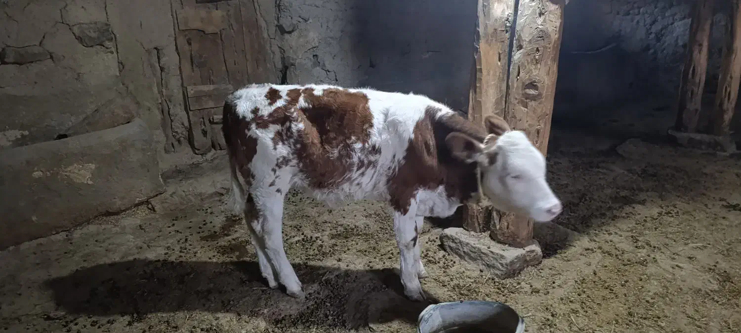 گوساله نر|حیوانات مزرعه|بجنورد, |دیوار