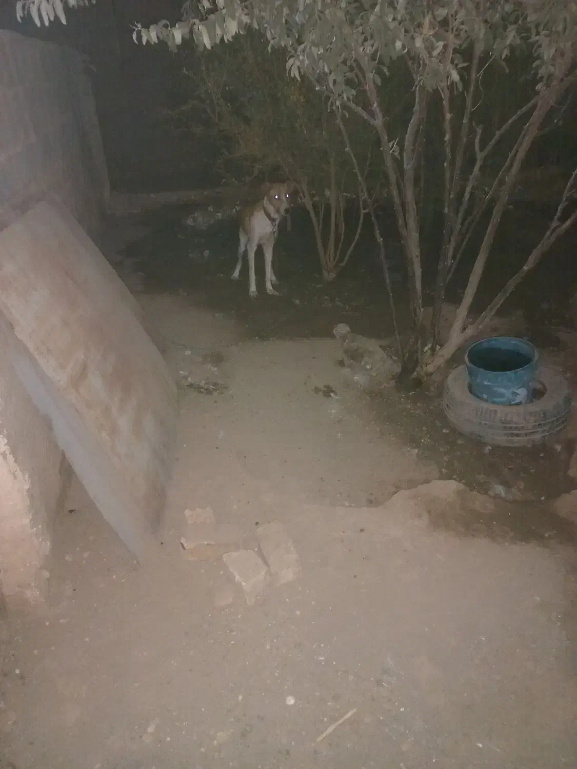 توله سگ نرو ماد|سگ|قم, لسانی|دیوار