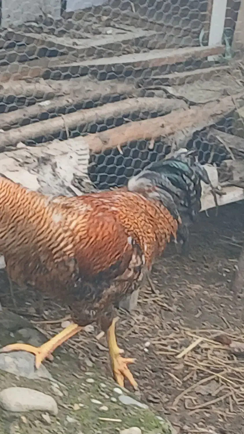 خروس مرغ لاری|حیوانات مزرعه|رشت, لاکان|دیوار