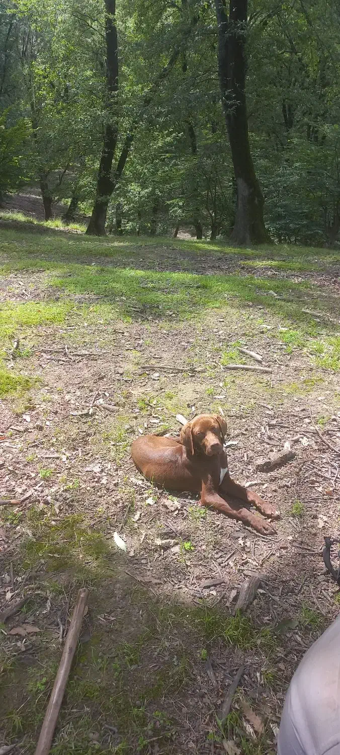 سگ دنبلانی|سگ|مینودشت, |دیوار