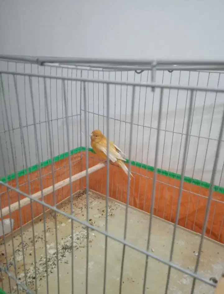 ماده قناری مست|پرنده|کرمان, |دیوار