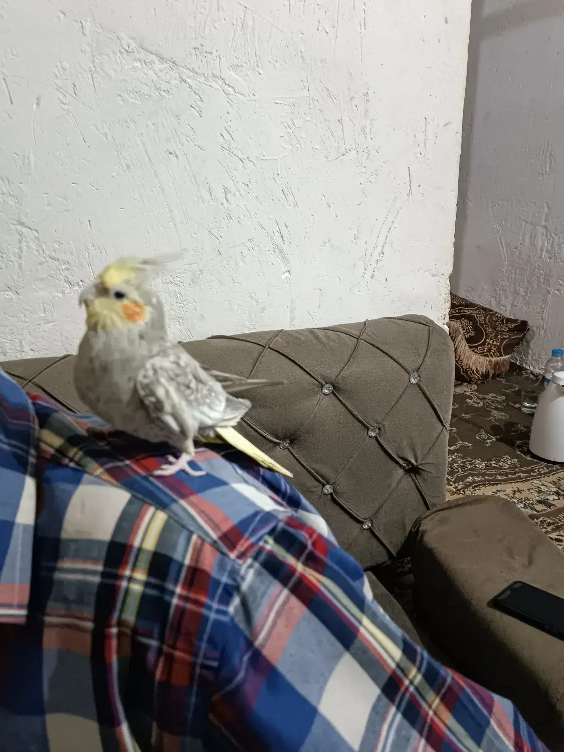 جفت عروس هلندی ویک عروس هلندهشت ماهه دستی سخنگو|پرنده|بندر کنگان, |دیوار