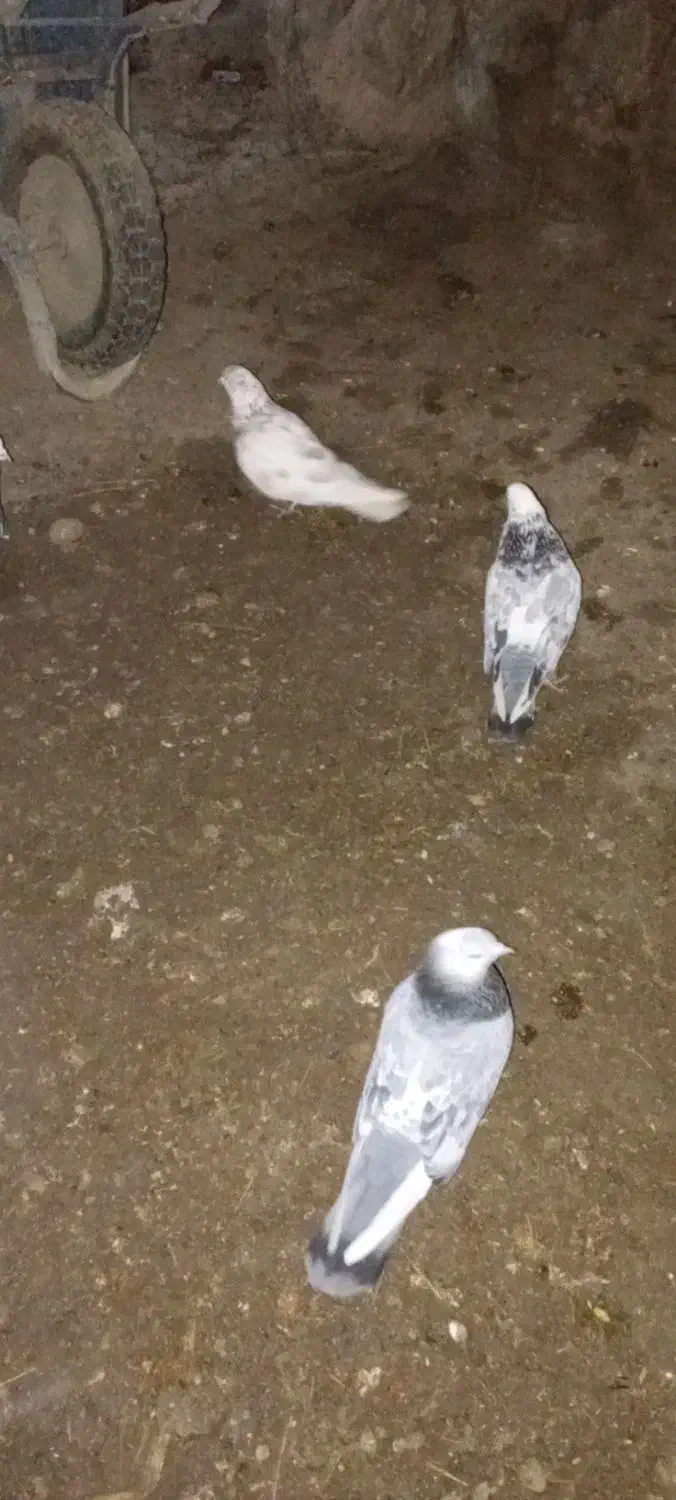 ۸ عدد کبوتر|حیوانات|چالدران, |دیوار