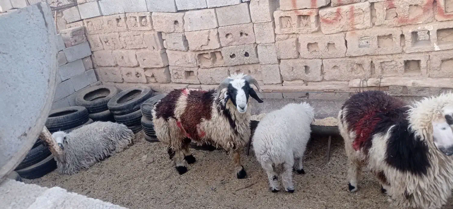 بره نر چاق قیمت مناسب ارزان خوراک خورده وپاک|حیوانات مزرعه|زرند, |دیوار