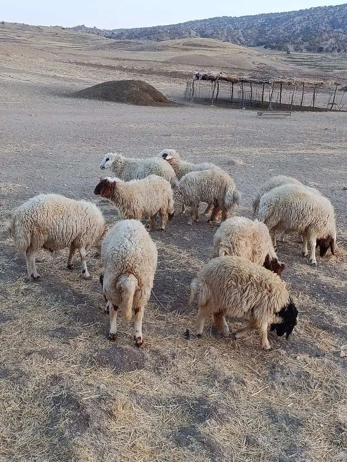 فروش   هشت عدد بره نر|حیوانات مزرعه|ایوان, |دیوار