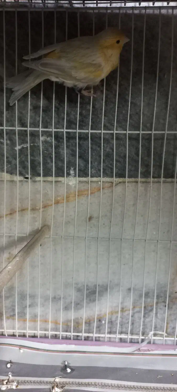 قناری|پرنده|مشهد, طلاب|دیوار