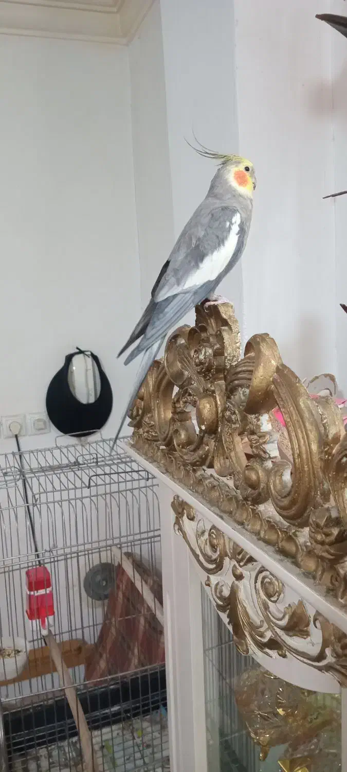 عروس هلندی سخنگو|پرنده|قرچک, مهدیه|دیوار