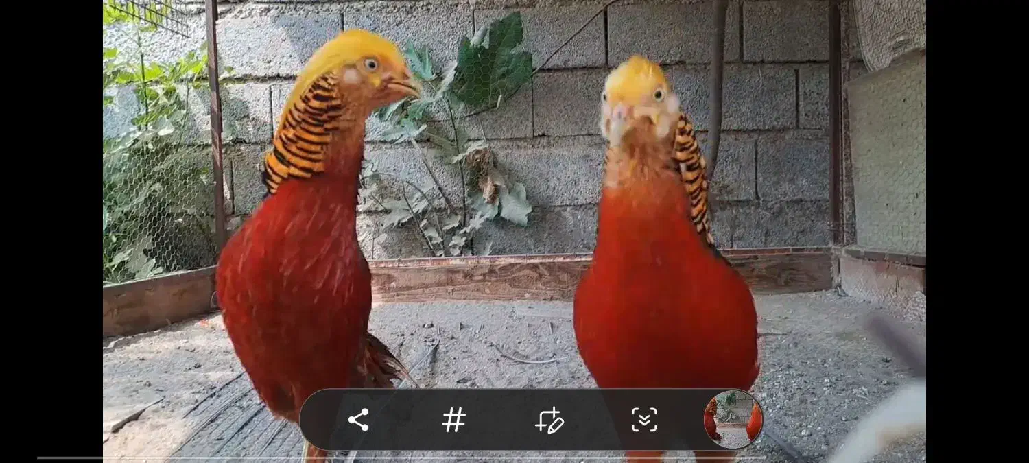 قره قاوول|حیوانات مزرعه|قائم‌شهر, |دیوار