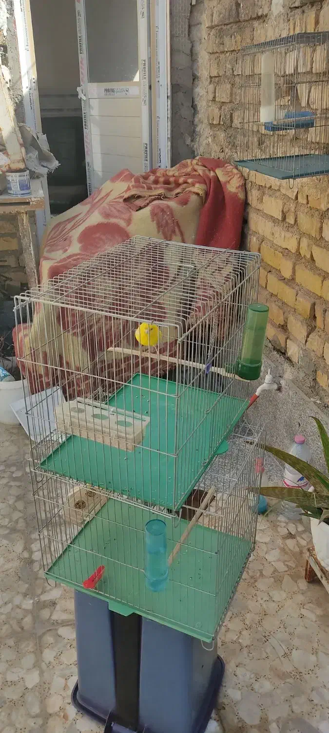 تعدادی قناری نرمست ودهن زن|پرنده|شیراز, شهرک صادقیه|دیوار