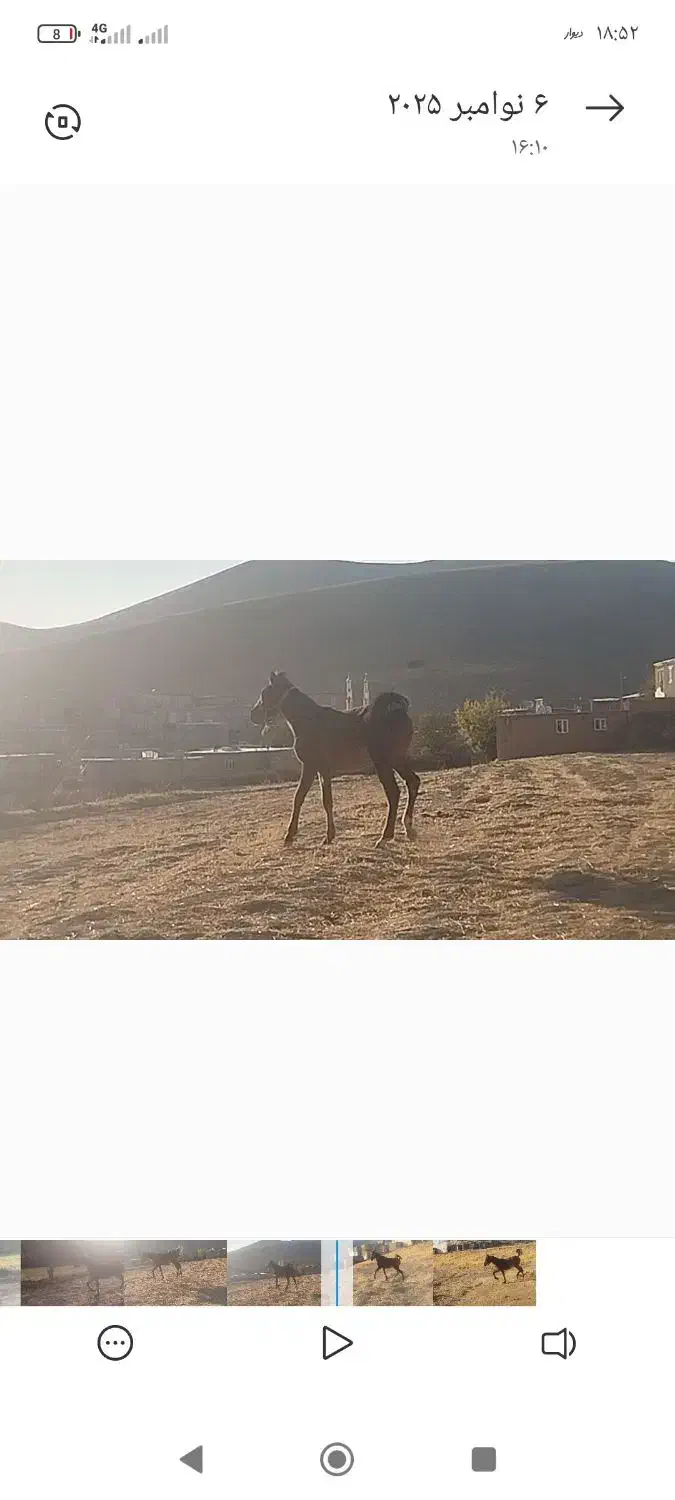 اسب|حیوانات مزرعه|کلاترزان, |دیوار