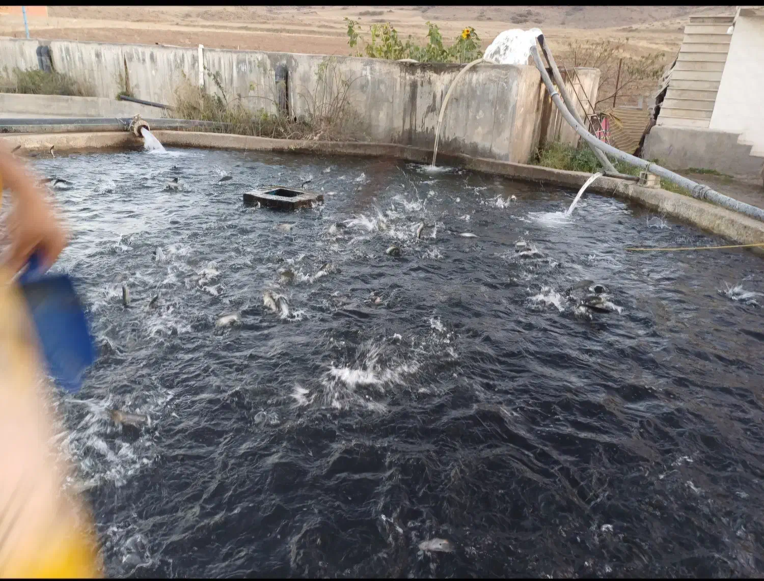 ماهی قزل آلا ۱۰۰ گرم اسپانیا|ماهی|ویلکیج, |دیوار