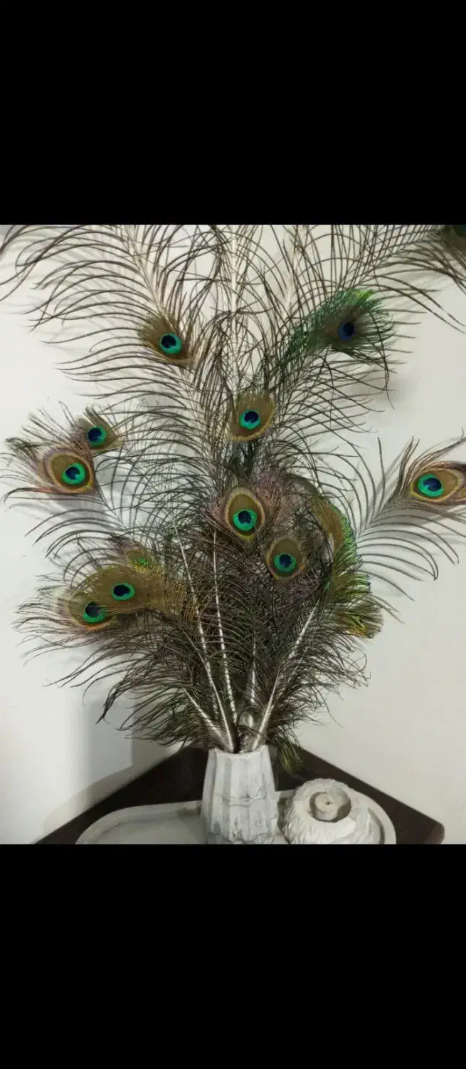 پر طاووس|صنایع دستی و سایر لوازم تزئینی|بوشهر, |دیوار