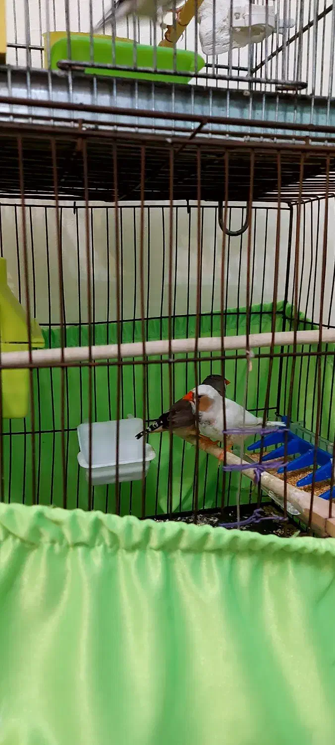 فنج جفت و جوجه زبرا و کینگ|پرنده|تهران, جیحون|دیوار