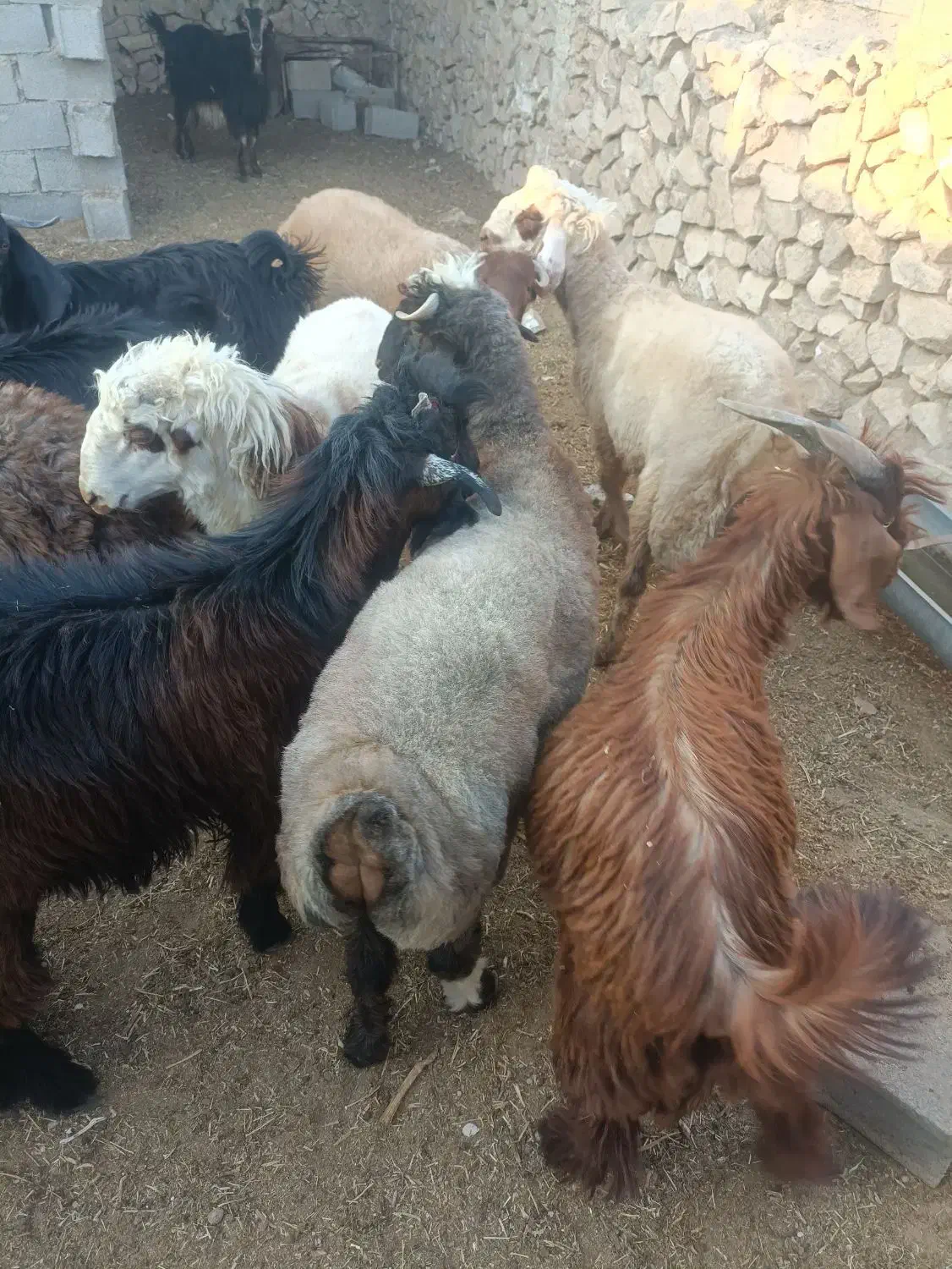 فروش بره و کهره|حیوانات مزرعه|ارم, |دیوار