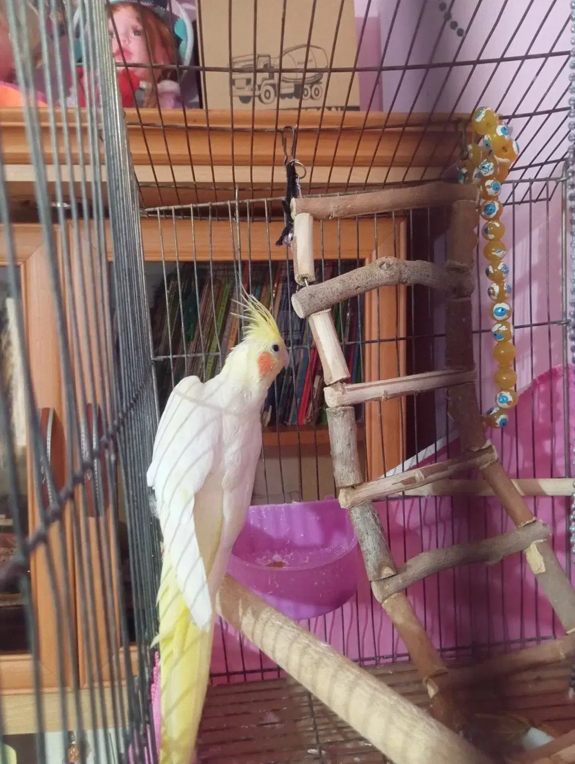 عروس هلندی لوتینو ماده|پرنده|قزوین, |دیوار