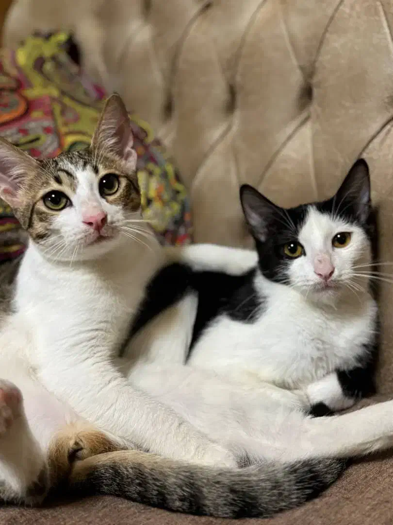 واگذاری بچه گربه|گربه|بندر انزلی, تهران|دیوار