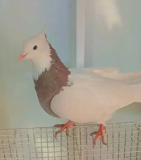 طوقی سرخ نر|پرنده|تربت‌حیدریه, سرمحله|دیوار