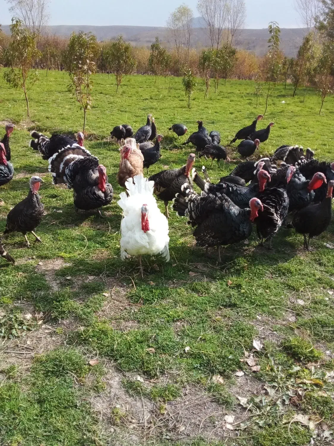 بوقلمون‌طبیعی|حیوانات مزرعه|مشگین شهر, |دیوار