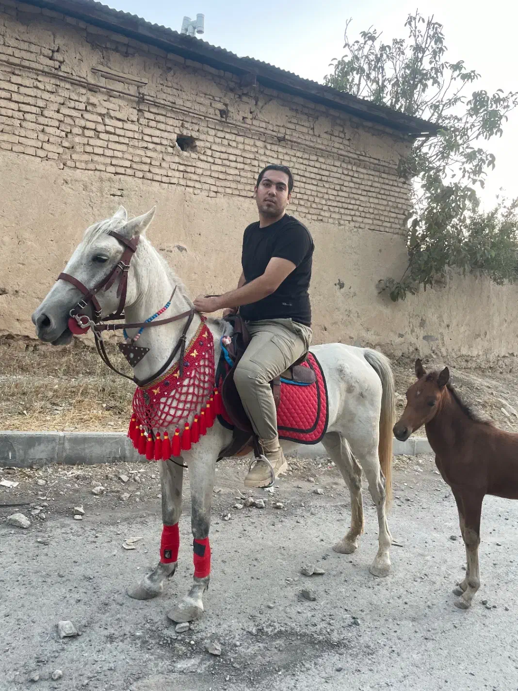 فروش اسب|اسب و تجهیزات اسبسواری|اراک, |دیوار