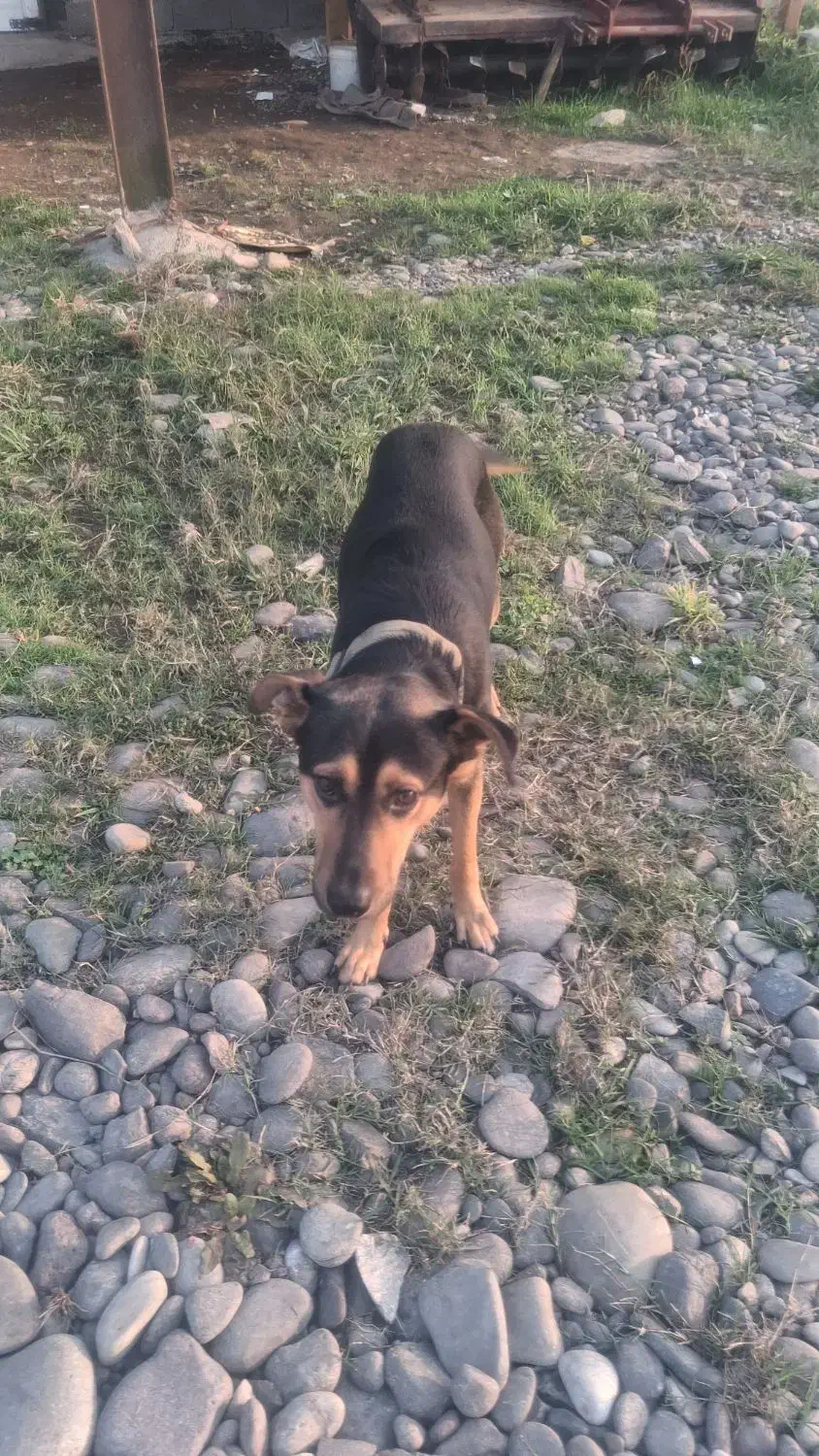 دوبرمن ایرانی|سگ|رشت, شهرک شهید مفتح|دیوار