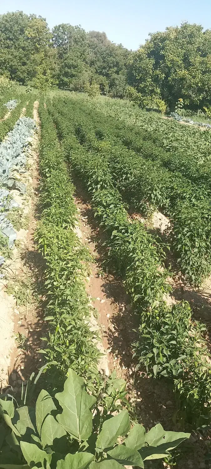 لوبیا سبز و فلفل تندوبادمجان وکدو تخم مرغ|خوردنی و آشامیدنی|بجنورد, |دیوار