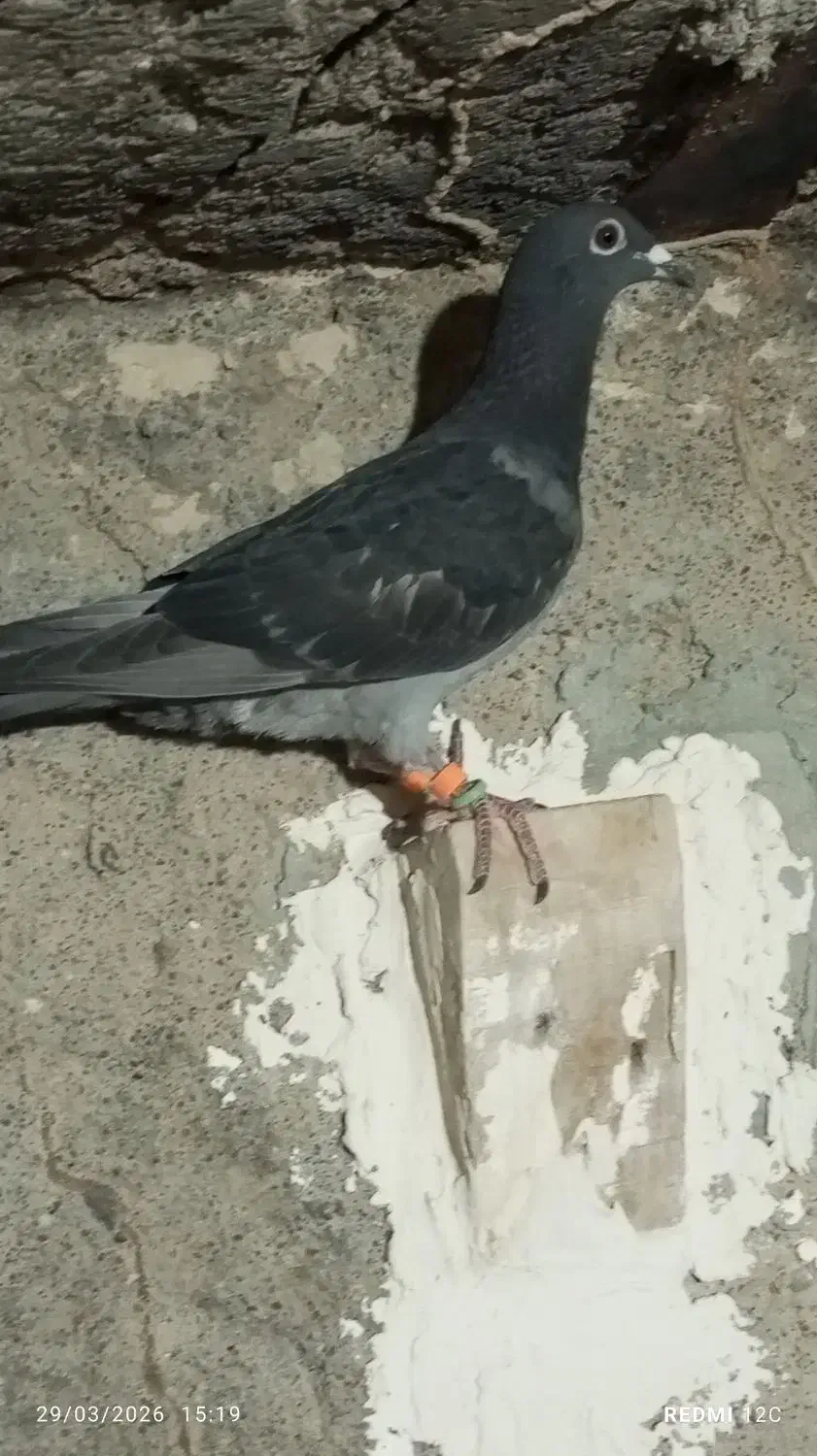 کبوتر چاپی|پرنده|زهک, |دیوار