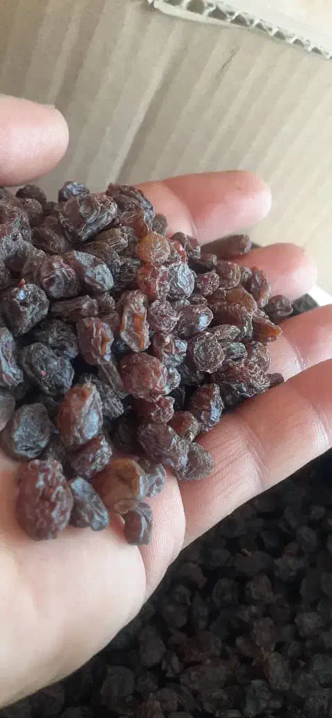 فروش ویژه کشمش شب چله هسته دار وبیدونه|خوردنی و آشامیدنی|تاکستان, |دیوار