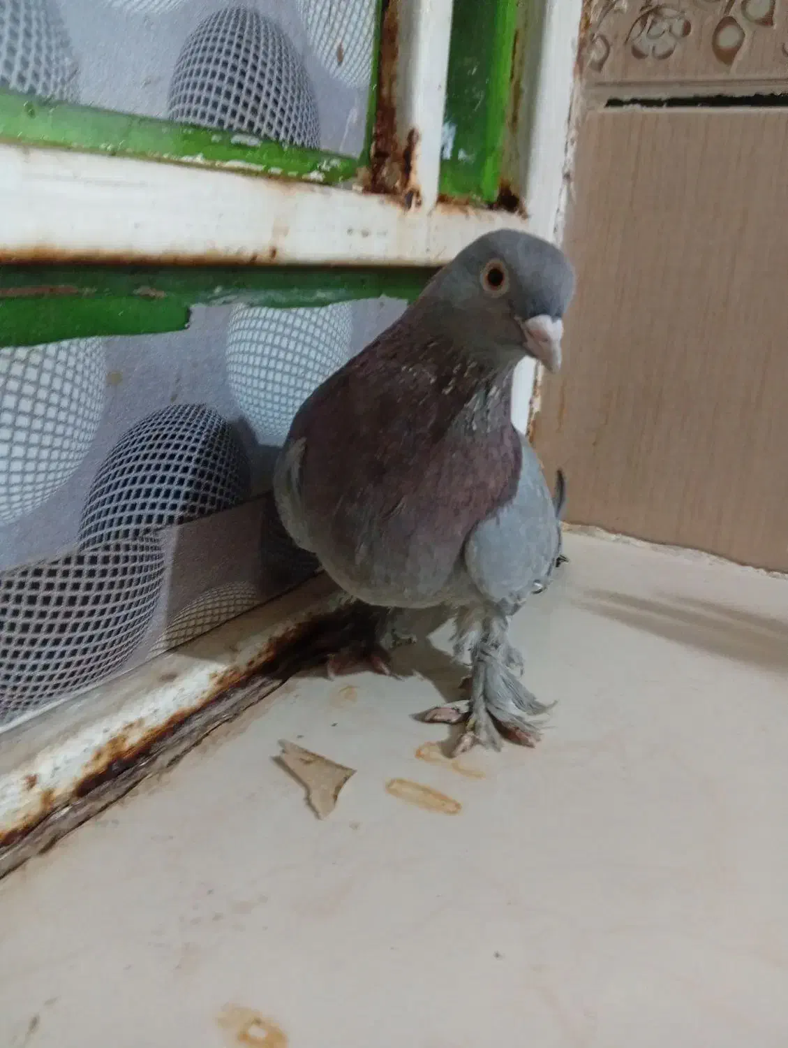 کفتر گوگ ماده|پرنده|امیدیه, |دیوار