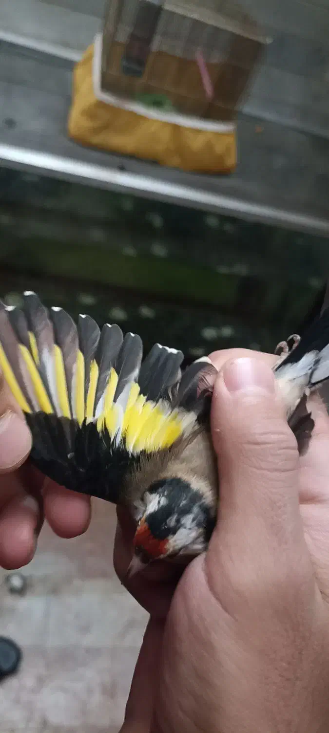 سهره|پرنده|خوی, |دیوار