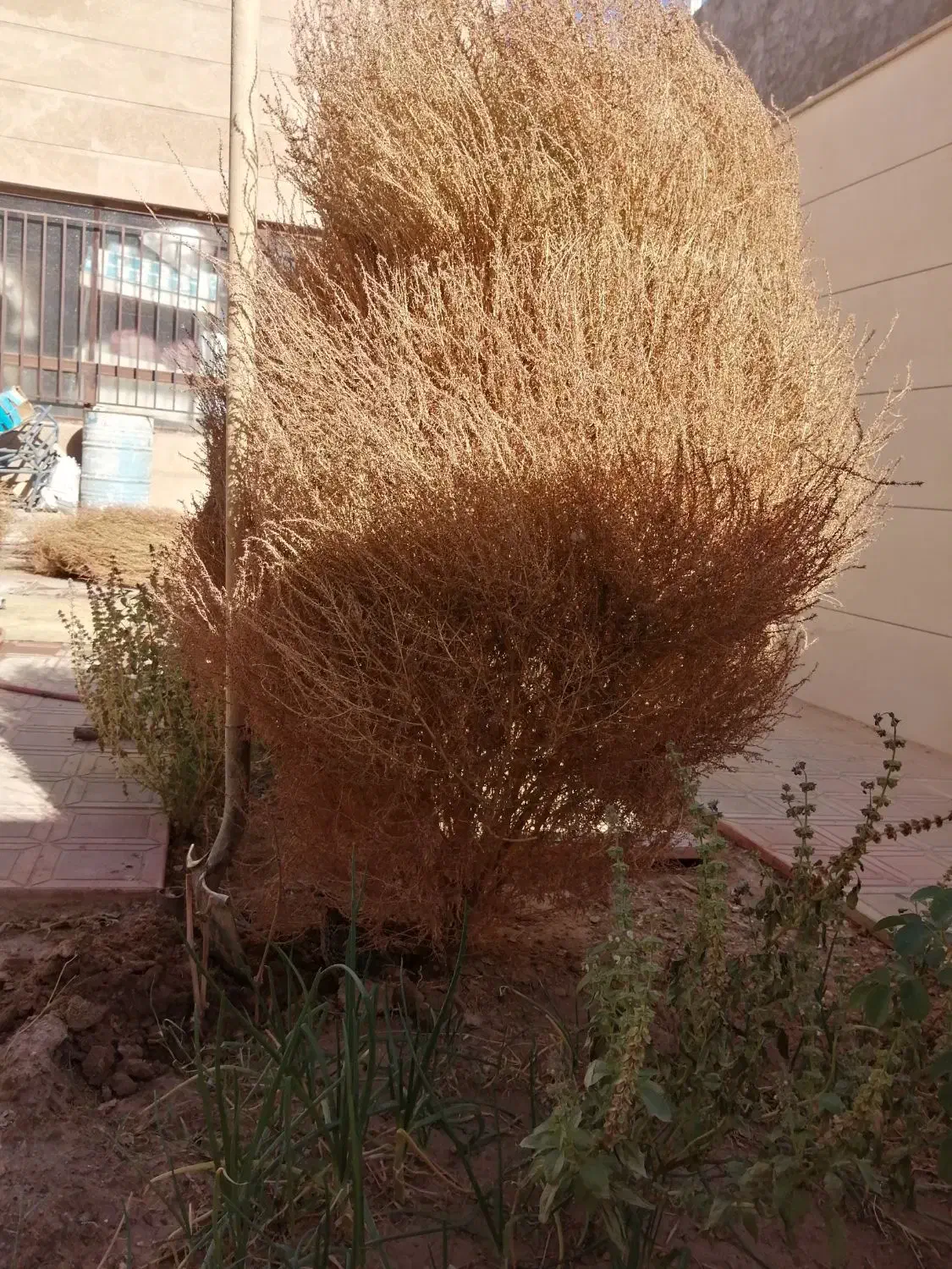 جارو غول پیکر|لوازم نظافت|بیرجند, |دیوار