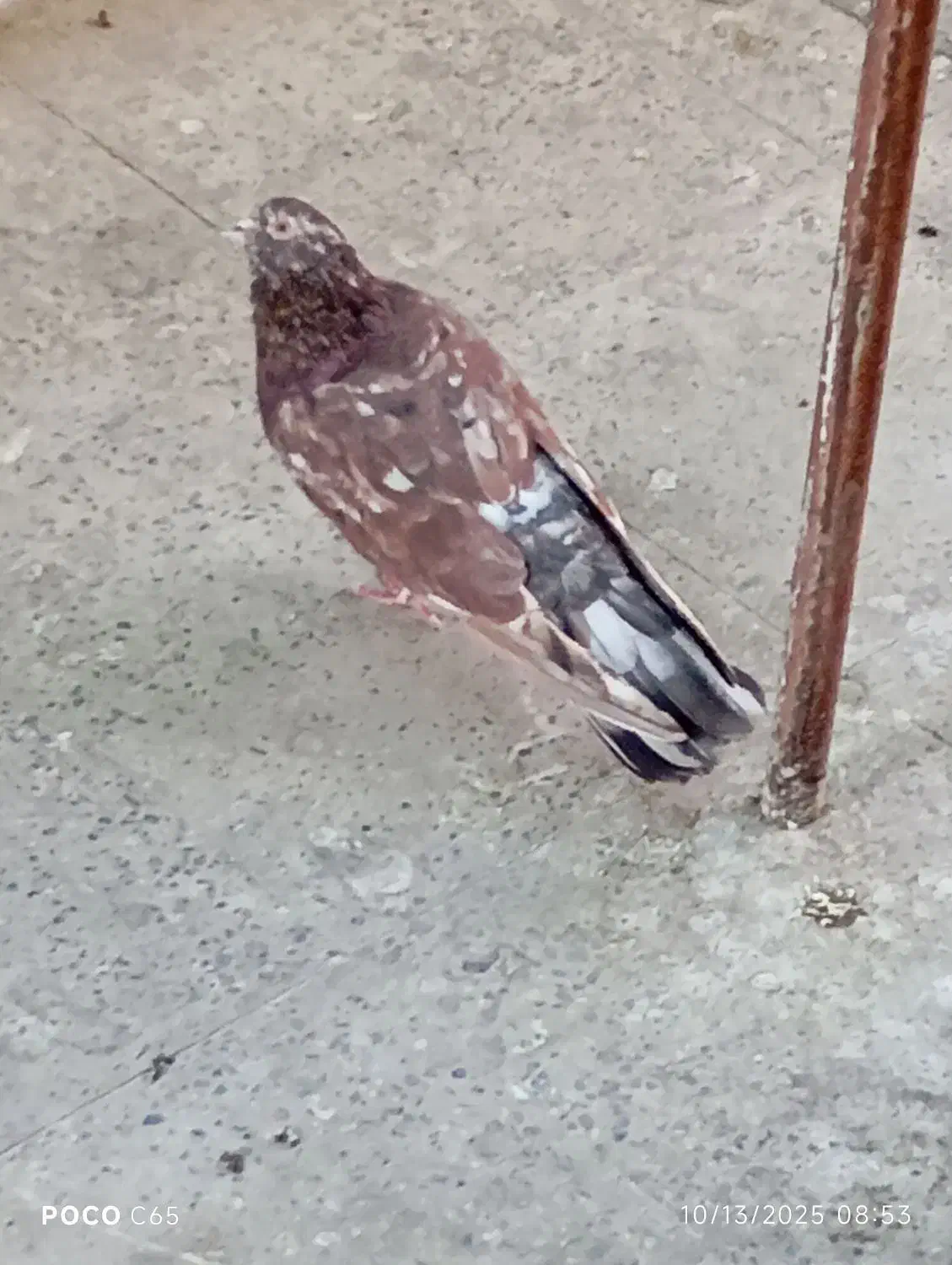 کبوتر سرور نر|پرنده|اصفهان, طامه|دیوار