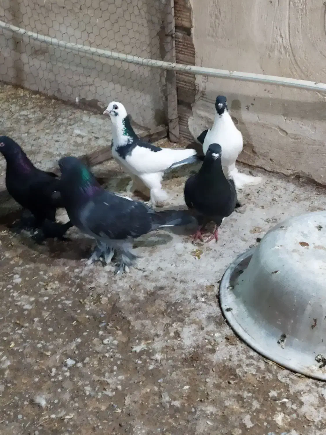 کبوتر.کفتر|پرنده|تبریز, |دیوار