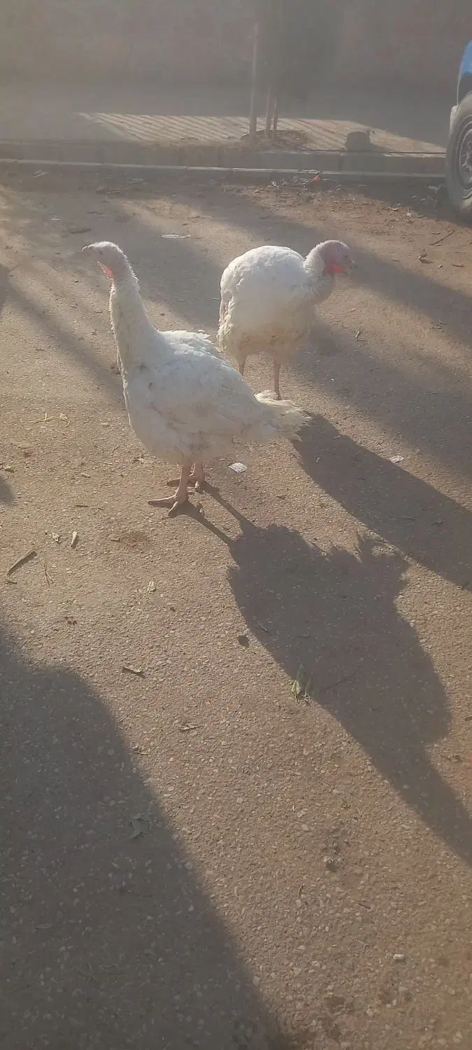 بوقلمون بیوتی ۶گوشتی|حیوانات مزرعه|خسروشاه, |دیوار