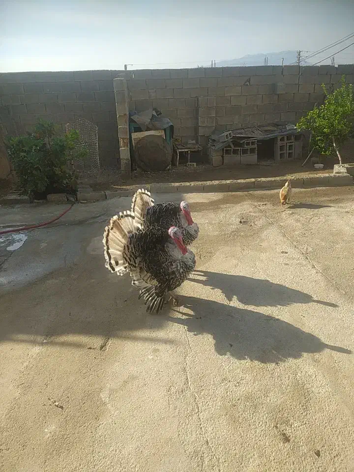 بوقلمون نر|حیوانات مزرعه|لنده, |دیوار