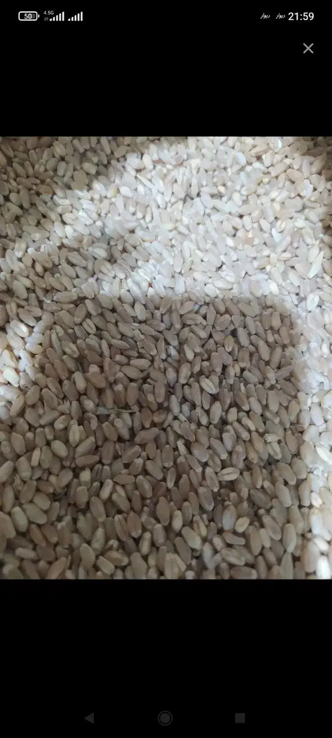 فروش گندم|عمدهفروشی|بیرانوند, |دیوار