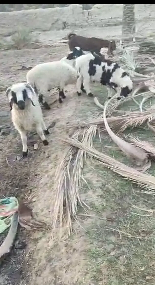 میش و بره|حیوانات مزرعه|سراوان, |دیوار