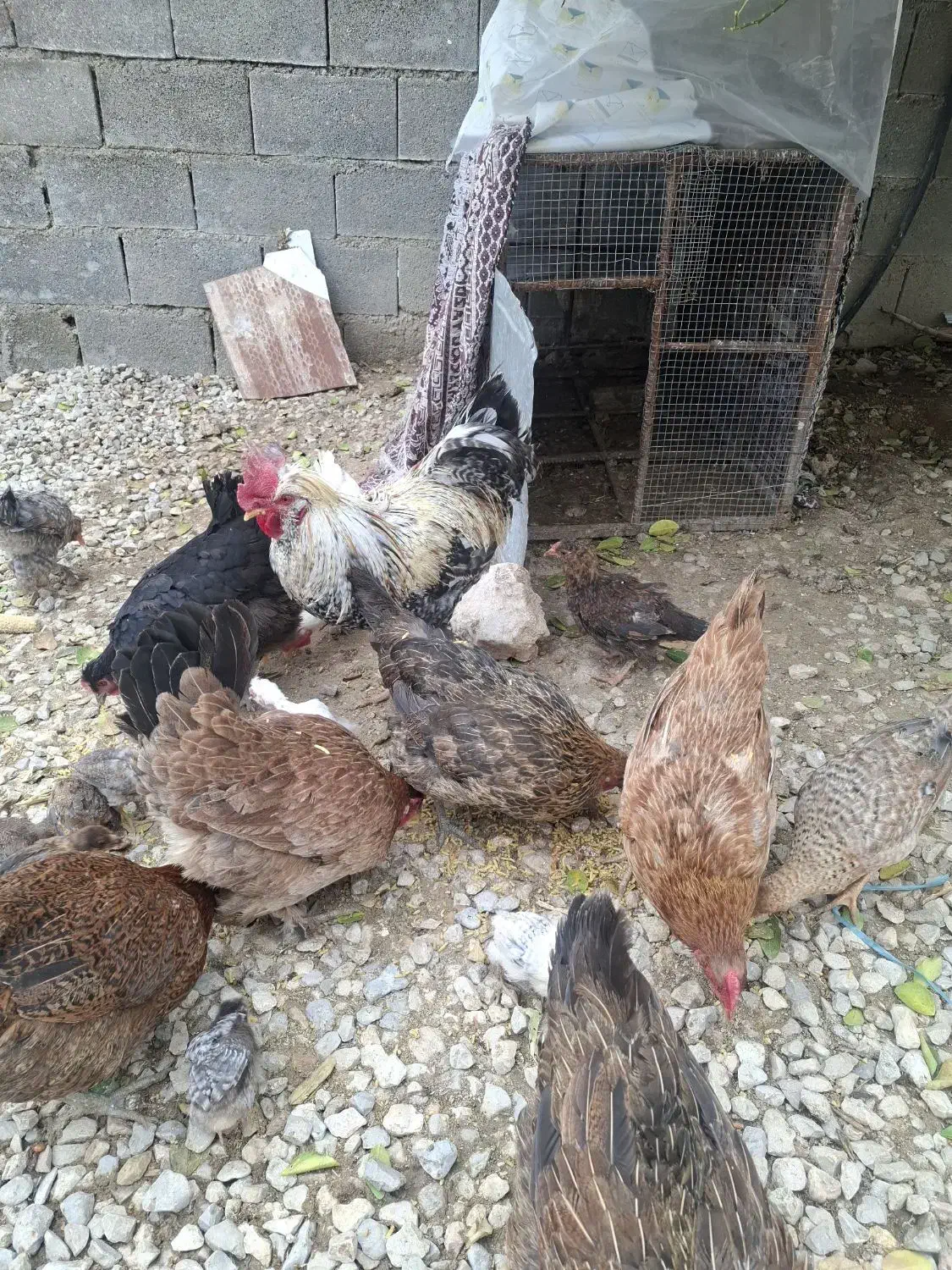 مرغ و خروس|حیوانات مزرعه|دوگنبدان, |دیوار